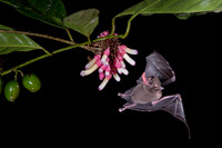 Nectar feeding bat