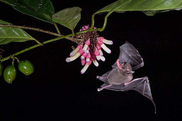 Nectar feeding bat