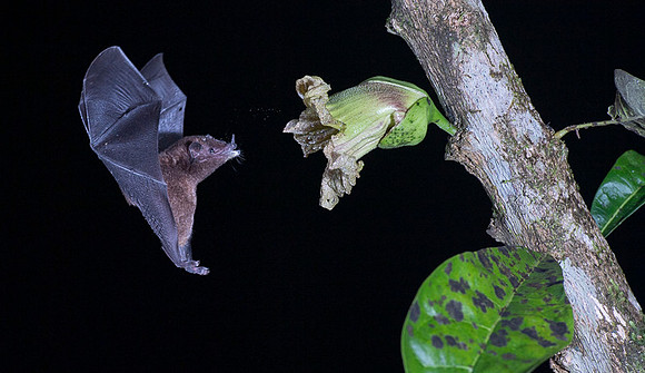 Nectar feeding bat