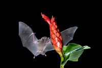 Nectar feeding bat