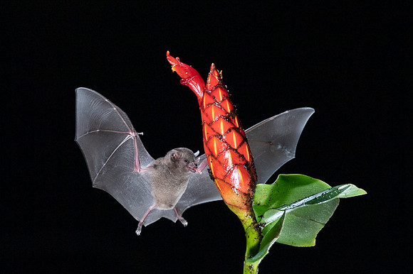 Nectar feeding bat
