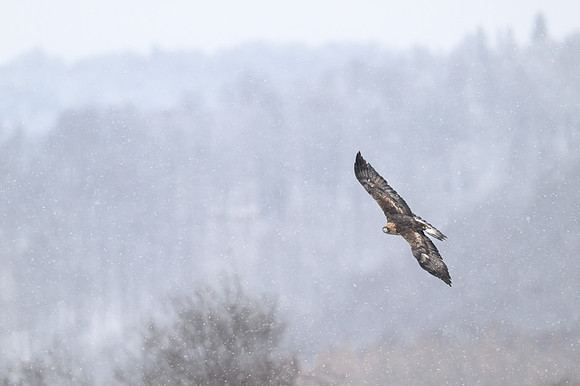 Golden Eagle / Orzeł przedni