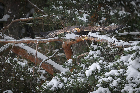 Golden Eagle / Orzeł przedni