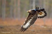 Golden Eagle / Orzeł przedni