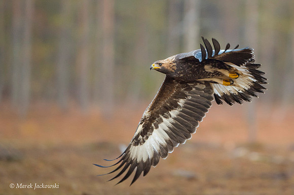 Golden Eagle / Orzeł przedni