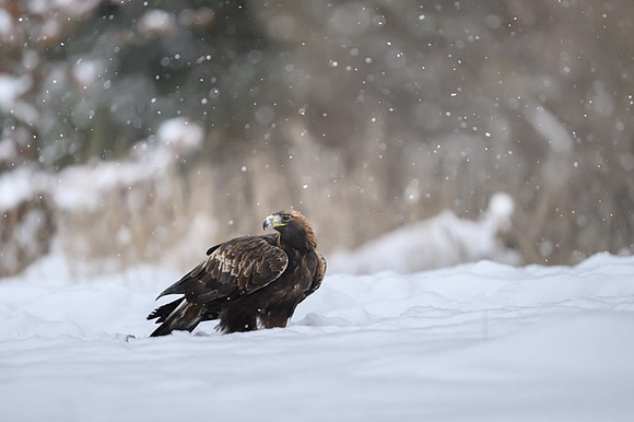 Golden Eagle / Orzeł przedni