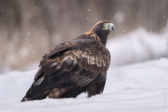 Golden Eagle / Orzeł przedni