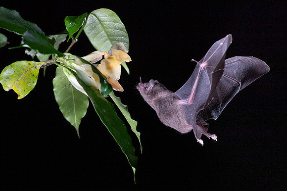 Nectar feeding bat