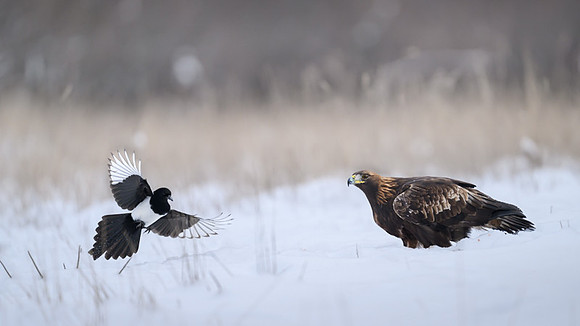 Golden Eagle / Orzeł przedni