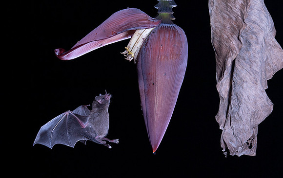 Nectar feeding bat