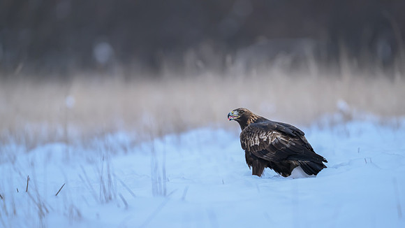 Golden Eagle / Orzeł przedni