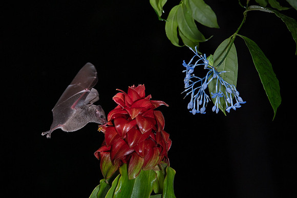 Nectar feeding bat