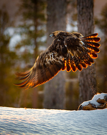 Golden Eagle / Orzeł przedni