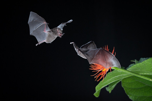 Nectar feeding bat