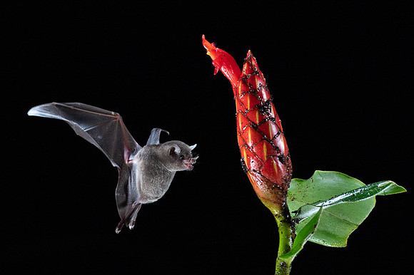 Nectar feeding bat