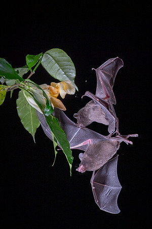 Nectar feeding bat