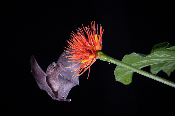 Nectar feeding bat