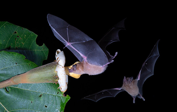 Nectar feeding bat