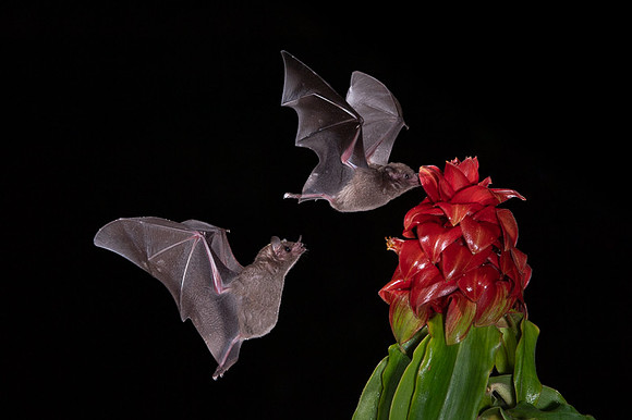 Nectar feeding bat