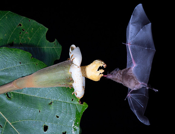 Nectar feeding bat