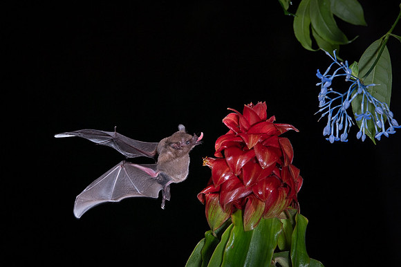 Nectar feeding bat