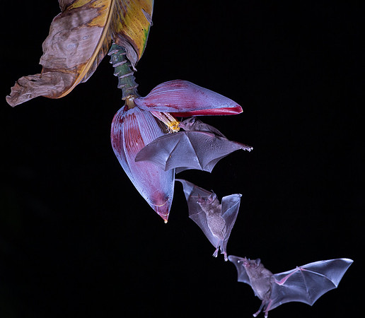 Nectar feeding bat