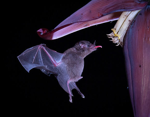 Nectar feeding bat