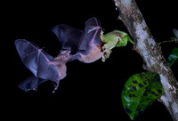 Nectar feeding bat