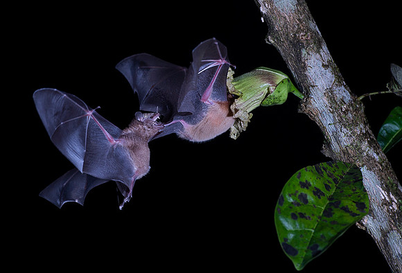 Nectar feeding bat