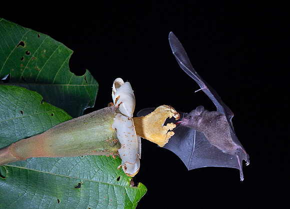 Nectar feeding bat