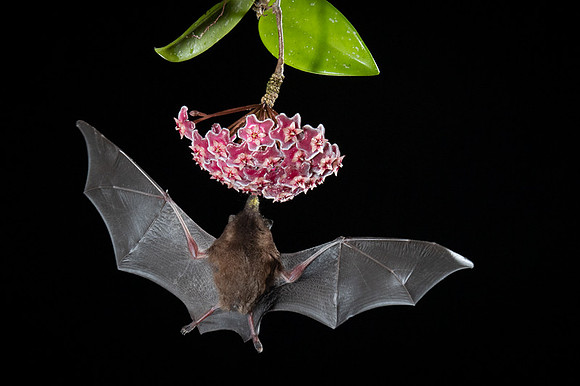 Nectar feeding bat