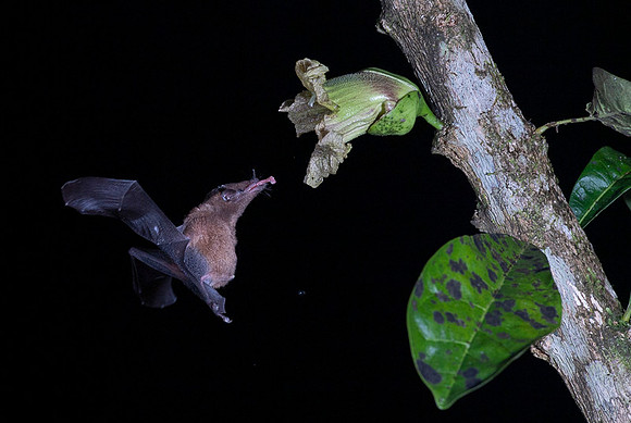 Nectar feeding bat