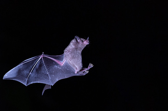 Nectar feeding bat