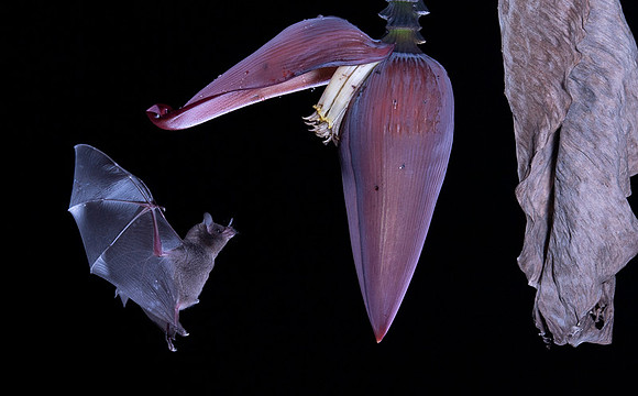 Nectar feeding bat