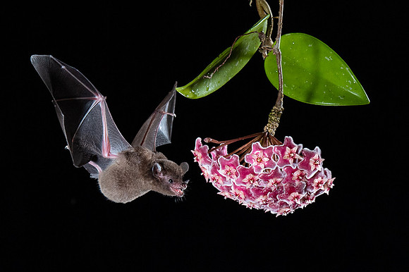 Nectar feeding bat