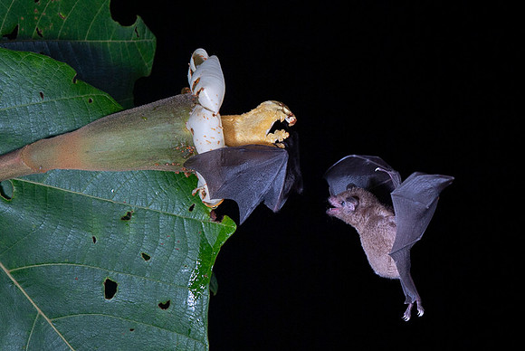 Nectar feeding bat