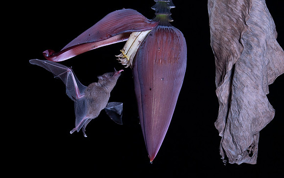 Nectar feeding bat