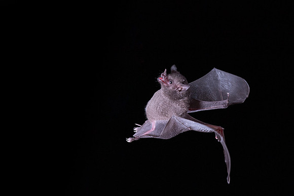 Nectar feeding bat