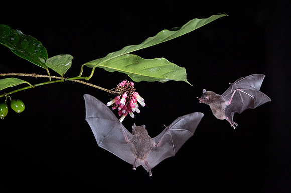 Nectar feeding bat