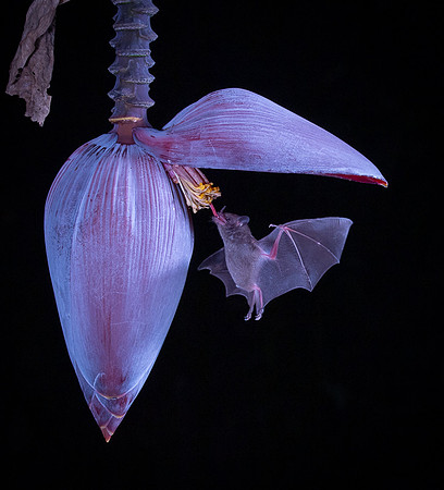Nectar feeding bat