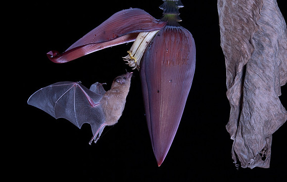 Nectar feeding bat