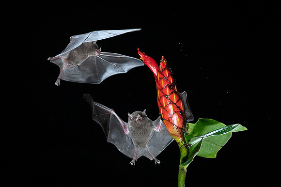 Nectar feeding bat