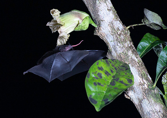 Nectar feeding bat