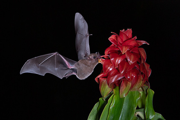 Nectar feeding bat