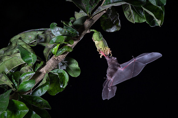 Nectar feeding bat
