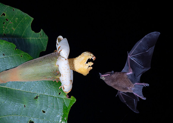 Nectar feeding bat