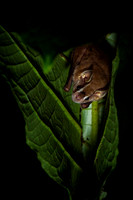 Nectar feeding bat