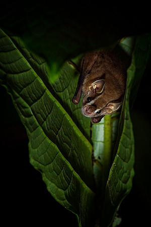 Nectar feeding bat