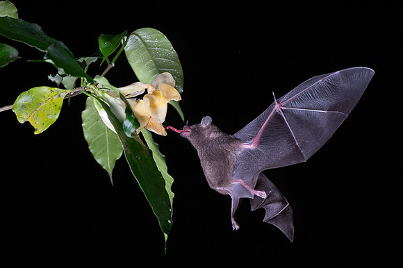 Nectar feeding bat