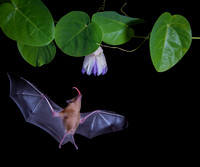 Nectar feeding bat